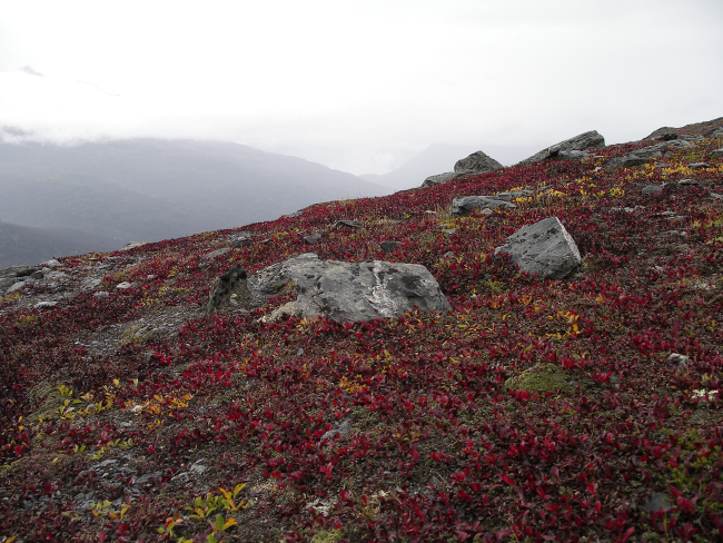 Fall colors on Thompson Pass