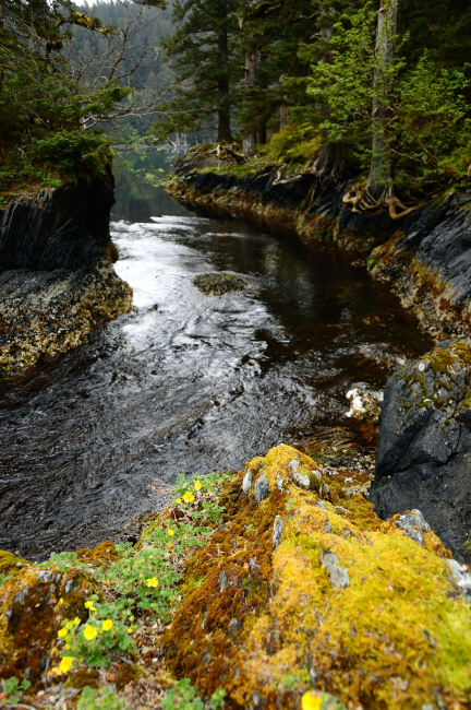 Seldevoe Lagoon on Spruce Island at low tide