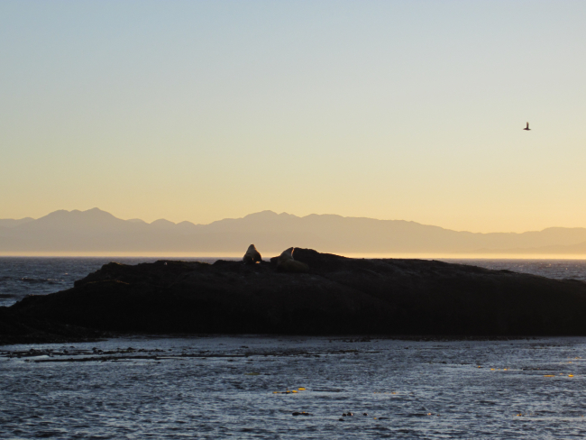 Stellar sea lions sun themselves at dawn at Hedophyllum Cove