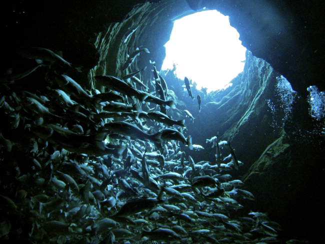 Stairway to Heaven: Scuba diving and doing a fish/invertebrate count at thebottom of the natural well at Silver Glen Spring in Ocala National Forest