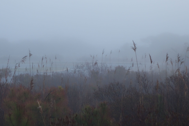 Fog shrouding the vegetation back of the dune line