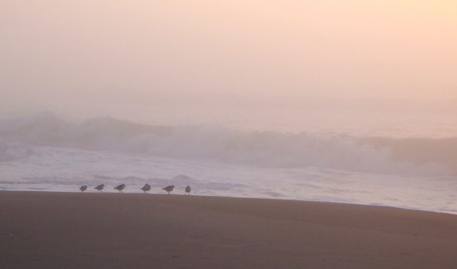 Shore birds patrolling the beach at sunrise