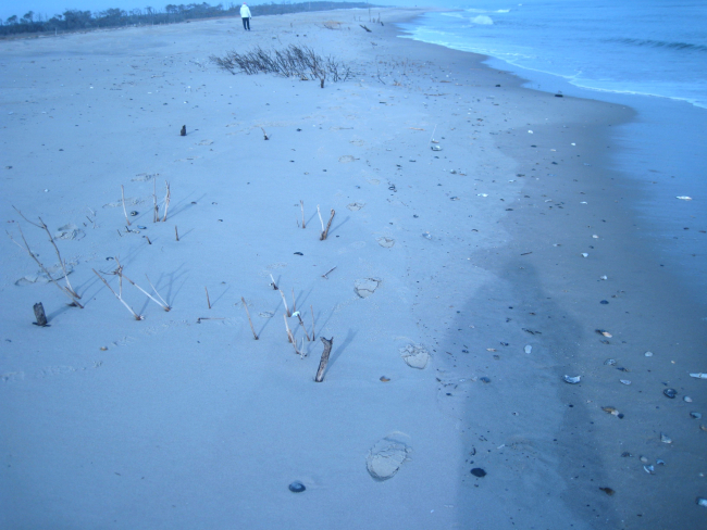 Remnants of dune vegetation in an area encroached upon by the sea