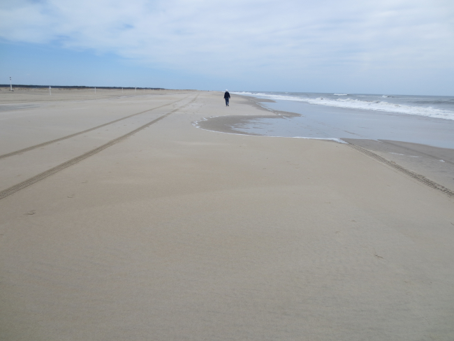 Looking north on Assateague Island beach