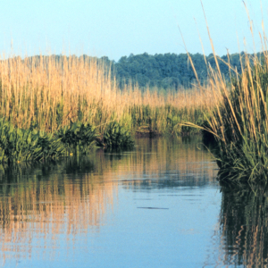 Arrow arum (the broadleaf plant) and saltmarsh cordgrass (spartina alternaflora)