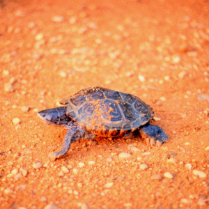 A female Diamondback terrapin, Malaclemys terrapin, puts the final touches onher freshly laid nest of eggs