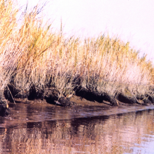 Erosion along a Patuxent River marsh area has created a series of arches